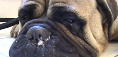 Megérkezett a babesia elleni vakcina