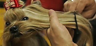 Kutya és macska kozmetikai tanácsok