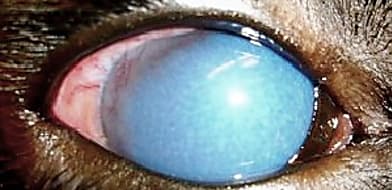 A zöldhályog kezelése kutyánál