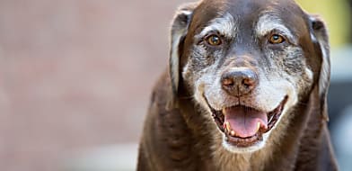 Idős kutya és a demencia