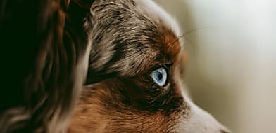 Mit érdemes tudni a kutyák szemészeti szűrővizsgálatairól?