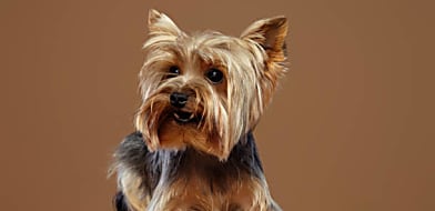 Yorkie betegségek