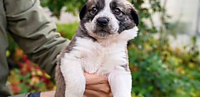 Kölyökkutya oltás és féreghajtás