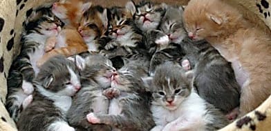 Fiatal állatok kedvezményes ivartalanítása