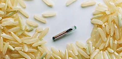 Kötelező lett a microchip