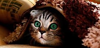 Macska tartása lakásban - ezekre figyelj oda!