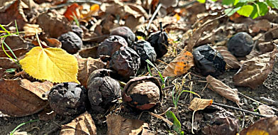 A dió mérgező a kutyáknak?