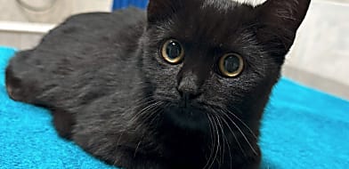 Macska szőrtetvesség