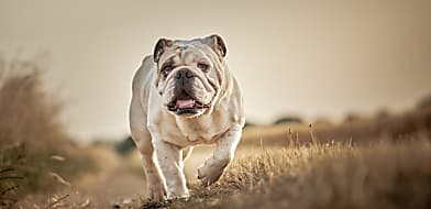 Angol bulldog betegségei