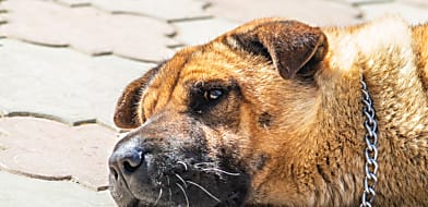 Rejtőzködő veszély: egysejtű paraziták háziállatainkban