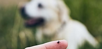Babézia és Lyme-kór: A kullancsok által terjesztett legveszélyesebb betegségek kutyáknál