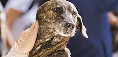 Sétáló korpa és szőrtüszőatka