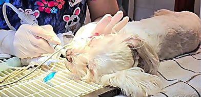 Ultrahangos fogkőeltávolítás kutyáknak - biztonságosan!