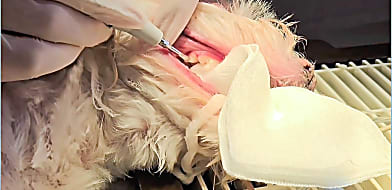 Fogkőeltávolítás altatásban - biztonságos vagy kockázatos?