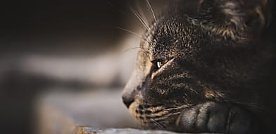 A macska leukózis (FeLV) tünetei és felismerése