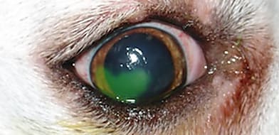 Macska és kutya szemészet