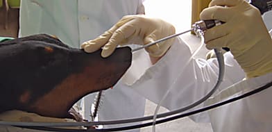 Endoszkópos vizsgálatok kutyákban, macskákban