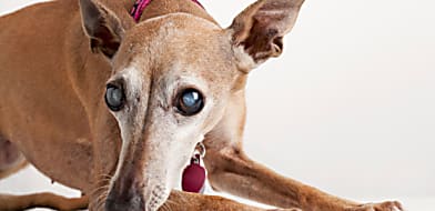 Szürkehályog a kutya és macska szemészetben