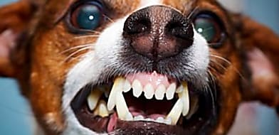 Kutyaharapás, macskaharapás, veszettség - mennyire kell félni tőle?