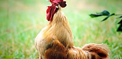 Tévhit, hogy csirke a leggyakoribb táplálék eredetű allergén