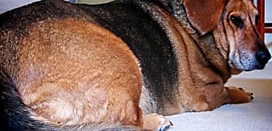 Pajzsmirigy alulműködés kisállatokban