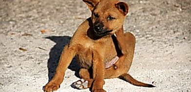 Viszketegség, annak okának kiderítése és kezelése