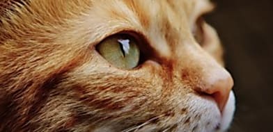 Kipirult szemek avagy mikor kell állatorvoshoz fordulni?