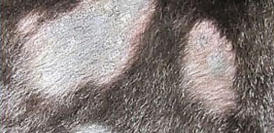 Szőrtüszőatkásság kutyákban és macskákban