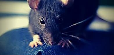 Szigorított patkányirtás Budapesten