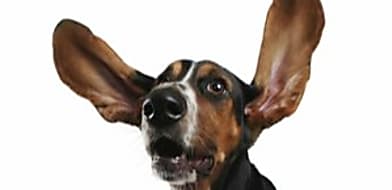 Macskák és kutyák fültisztítása