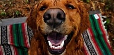 Ki végezze a fogkőeltávolítást