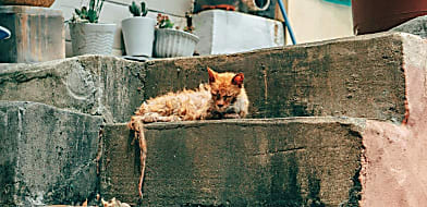 FeCoV és FIP a macskáknál