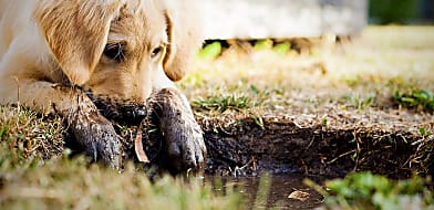 Kutya hasmenés és giardia
