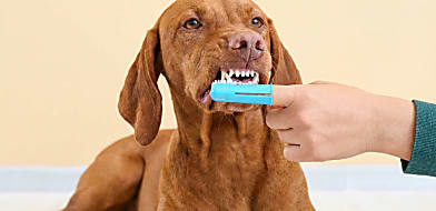 Kutyák otthoni fogkő megelőzése (5 TIPP)