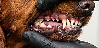 Miért nő ferdén a kutyám foga?