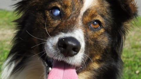 Kutya Szürkehályog Szűrés -50% kedvezménnyel!