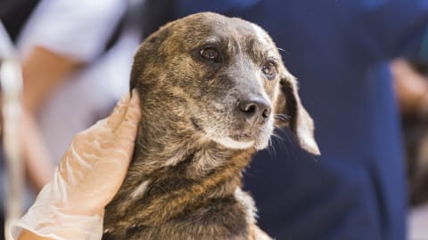 Sétáló korpa és szőrtüszőatka