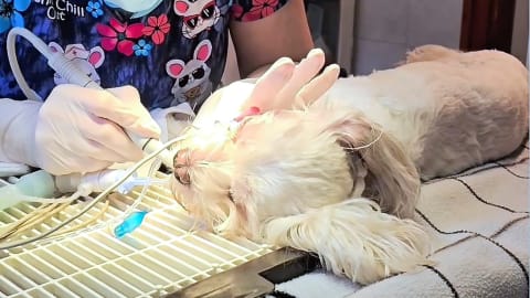 Ultrahangos fogkőeltávolítás kutyáknak - biztonságosan!