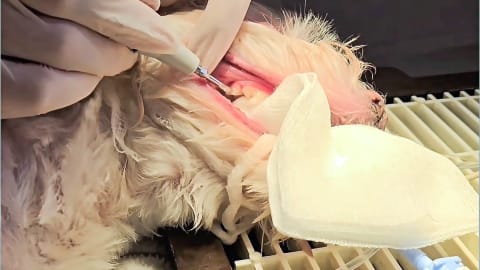 Fogkőeltávolítás altatásban - biztonságos vagy kockázatos?