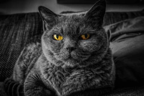 Macska tartásmódok