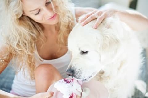 Kutyák számára mérgező finomságaink