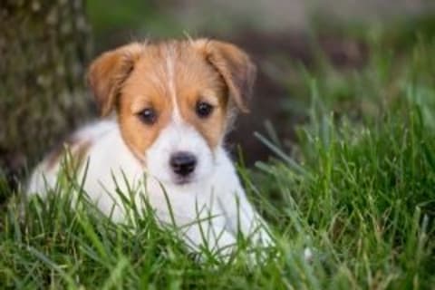 Kölyökkutyák oltási programja