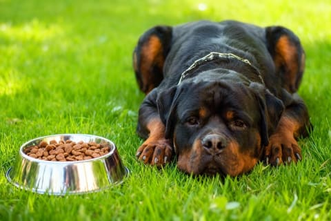 Fogeltávolítás vs. gyökérkezelés: Mikor elkerülhetetlen a húzás?