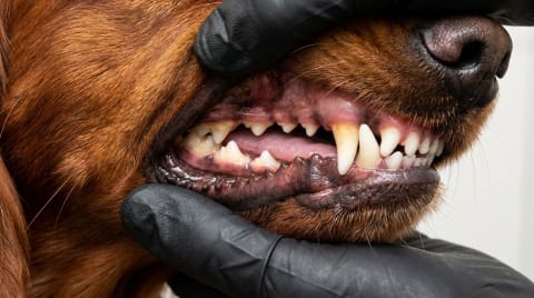 Miért nő ferdén a kutyám foga?