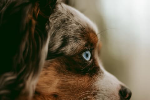 Mit érdemes tudni a kutyák szemészeti szűrővizsgálatairól?