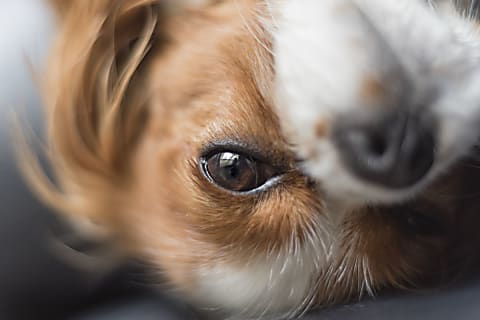 A kutyák szemészeti szűrővizsgálata