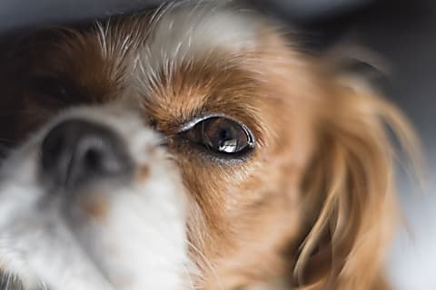 A kutyák szemészeti szűrővizsgálata