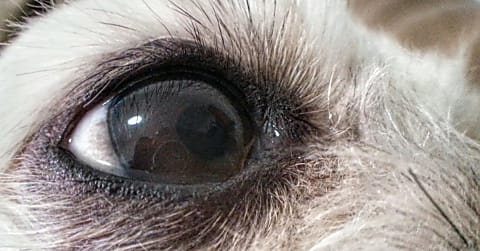 Szürkehályog gyógyítása szemcseppel?