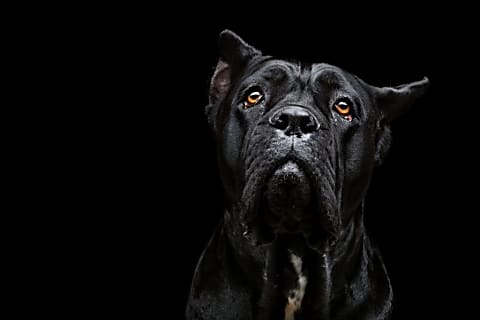 Befelé forduló szemhéj hyaluronsavas felöltése