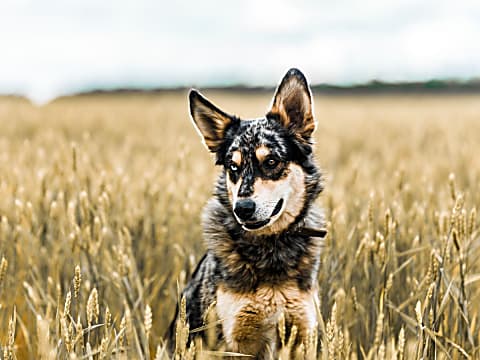 Genetikai vizsgálatok a kutyáknál